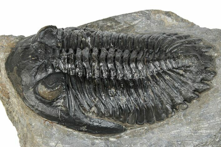 Large Hollardops Trilobite Fossil - Ofaten, Morocco #273421